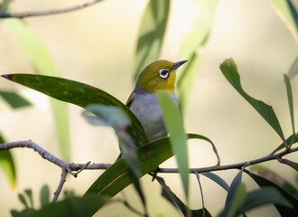 A Silver eye bird perched on a branch