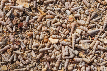 A detailed close-up shot of numerous small, spiral seashells covering the ground at the Shell Beach in Koper, Slovenia.