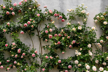 Pink climbing roses flourish against a weathered stone wall, creating a romantic and natural floral...
