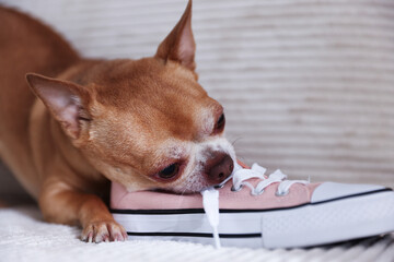 Cute chihuahua dog chewing shoe on sofa indoors, closeup