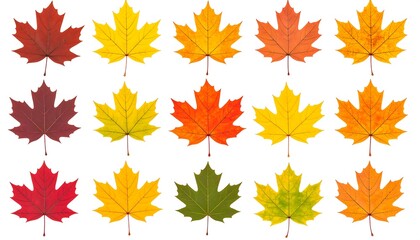 Fototapeta premium Autumn Maple Leaves: A Collection of Fall Foliage