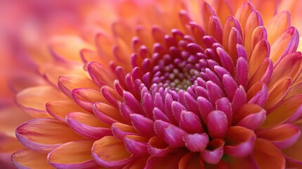 Beautiful close-up of a chrysanthemum flower, macro photography