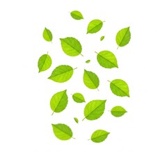 Fototapeta premium green leaves on white background