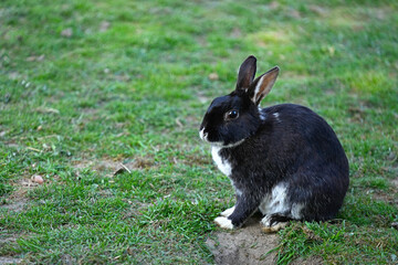 Cute black white rabbit sitting on green lawn outdoors