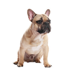 Adorable French bulldog dog sitting on white background