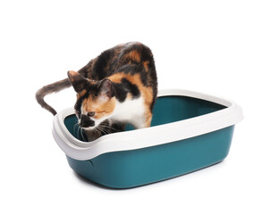 Cute cat in litter tray on white background