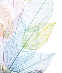 Beautiful skeletonized leaves isolated on white, top view