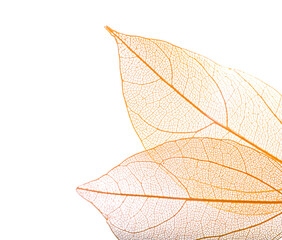 Beautiful skeletonized leaves isolated on white, top view