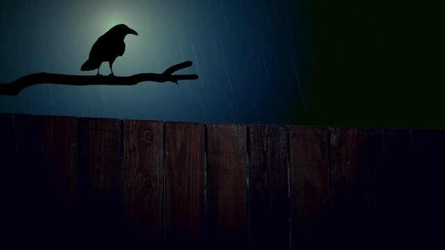 Raven on a branch in a heavy rainstorm