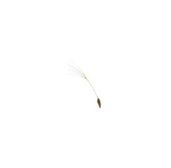 One beautiful dandelion seed isolated on white