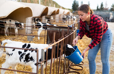 Positive young farmer girl working on livestock farm, feeding calves from bucket in stall outdoors.. © JackF