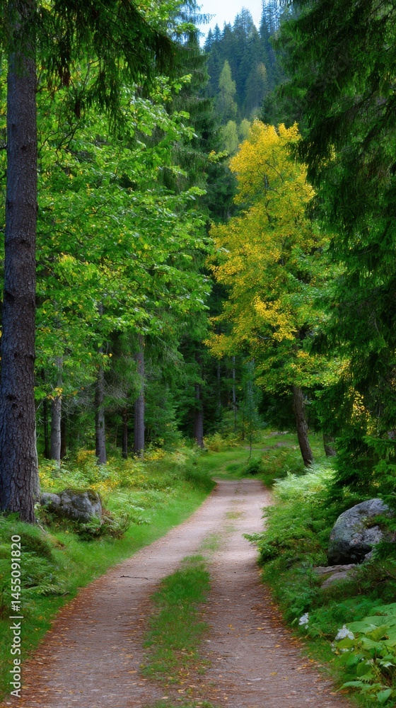 Poster woodland path winds through dense evergreen and deciduous trees with lush foliage creating an idylli