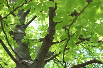 Beautiful tree crown with green leaves as background, low angle view