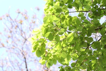 Beautiful tree crown with green leaves as background, closeup