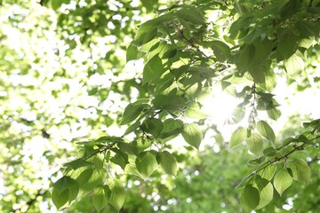 Beautiful tree crown with green leaves as background, closeup