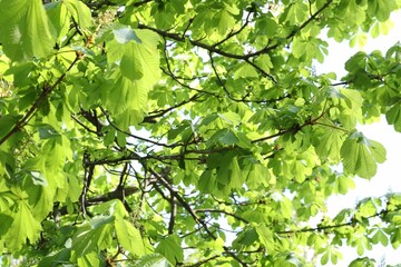 Beautiful tree crown with green leaves as background, closeup