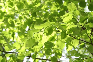 Beautiful tree crown with green leaves as background, closeup