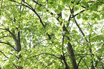 Beautiful tree crown with green leaves as background, low angle view
