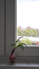 Rainy morning view from a cozy kitchen window with a vibrant green onion sprouting in a glass