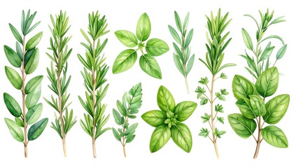 Watercolor Culinary Herbs: Rosemary, Thyme, Basil, Oregano Collection