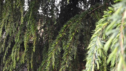 Lush green branches sway gently in the breeze under a cloudy sky in an enchanting garden landscape