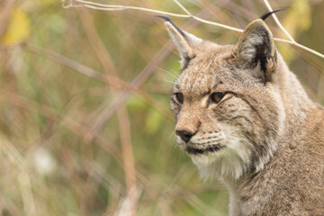 Naklejka premium lynx portrait, lynx in the environment, high quality, lynx head, profile, lynx lynx, european, eurasian