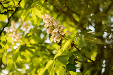 horse chestnut, aesculus, hippicastanum, inflorescences, spring, leaves, tree crown, white, flowers
