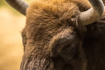 Verduisterende gordijnen bison, wisent, bison head, close-up, eye, horn, fur, close up, european, © LIMARIO
