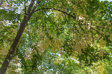 Fototapeta premium Autumn colors in a park