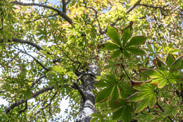 Horse chestnut tree in autumn