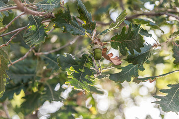 Oak branches in autumn