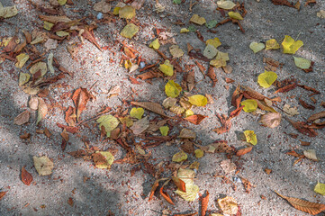 Autumn detail, colorful fallen leaves