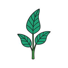 green leaf isolated on white background