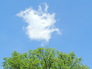 White fluffy cloud above green spring tree canopy under a vibrant blue sky. Minimalist nature...