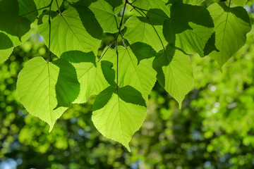 Backlit green linden leaves against a soft bokeh background, symbolizing spring, freshness, and...