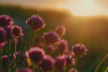 Obraz premium Purple flowers in a field at sunset. Clusters of vibrant purple blossoms stand tall against a backdrop of golden, warm light. Soft focus