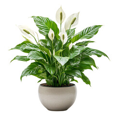 A White Spathe Plant in a White Pot Isolated on Transparent Background