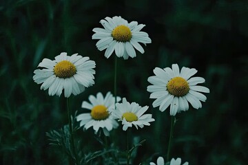 Close-up of five white daisies with yellow centers, standing tall against a dark green background.  Their petals are delicate, and their stems are visible amidst the foliage