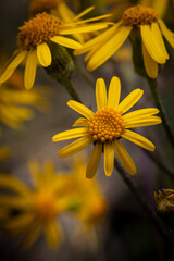 yellow flower