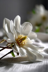 Obraz premium A pure white magnolia serene and minimalistic composition.