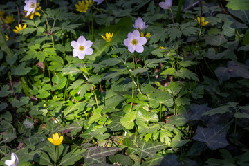 Beautiful white flowers of Anemone nemorosa or wood  anemone  in spring