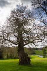 Obraz premium Spring in Dublin. Nature and architecture. High resolution photo. 