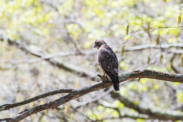  hawk in the woods