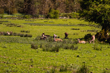 Deer in a park. Nature of Ireland. High resolution photo.