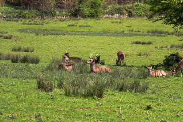 Deer in a park. Nature of Ireland. High resolution photo.