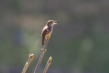 Bird Singing