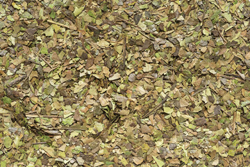 Dried Guayusa Tea Leaves Background Texture