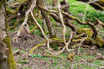 Obraz premium Deer in a park. Nature of Ireland. High resolution photo.