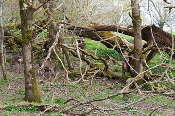Deer in a park. Nature of Ireland. High resolution photo.