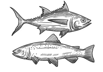 hand draw illustration of Fish, tuna, trout, doodle style, 2D, minimalism, sea food